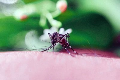 Otra persona fallecida en Concordia por dengue
