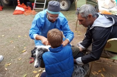 Rufino: hubo 40 mascotas en un operativo de castración También se aplicó vacunación