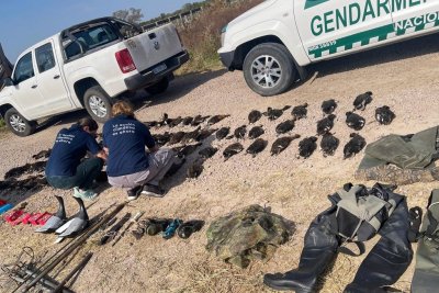 Caza ilegal: cayeron turistas extranjeros con 84 patos