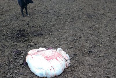 Bandidos rurales: robaron dos terneros en el sur santafesino