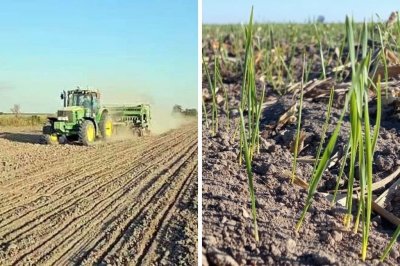 Aunque hubo algunos frenos en la labores, crece la siembra de trigo