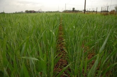 Se fren la siembre de trigo en el centro norte