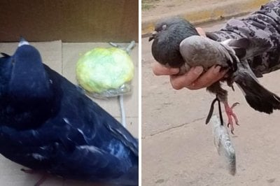 Vuelos interrumpidos: palomas con droga y celular iban a la crcel de Coronda pero no llegaron a destino