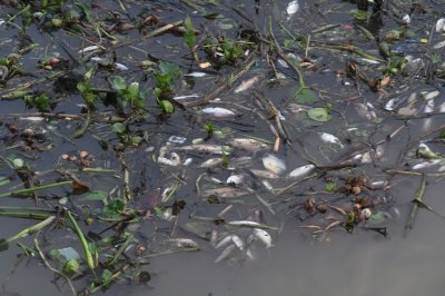 Peces muertos en El Mangrullo: advierten que no es un caso nuevo, pero crece la preocupación Río contaminado