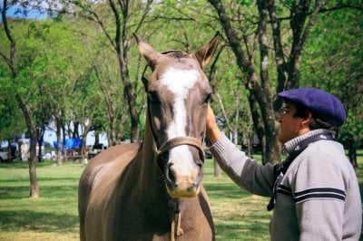 En el Da Nacional del Caballo recuerdan mtodos de prevencin de la encefalomielitis equina