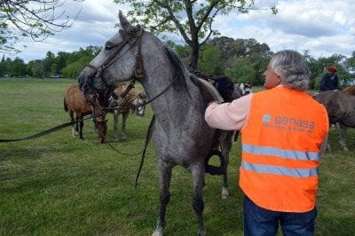 En el Da Nacional del Caballo recuerdan mtodos de prevencin de la encefalomielitis equina