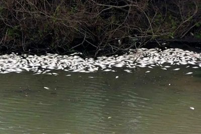 Buscan determinar las causas de la mortandad de peces en arroyos