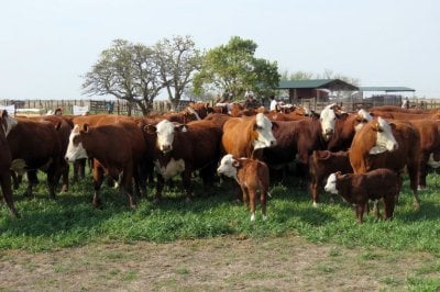 Aliviar a la vaca: ganaderos toman decisiones segn la suerte en la ruleta del clima