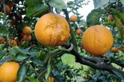 Caída de granizo provocó importantes pérdidas en el citrus Árboles frutales