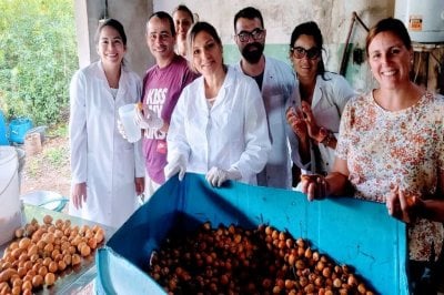 Avanza la investigacin sobre el consumo del yatay en jugos y harinas