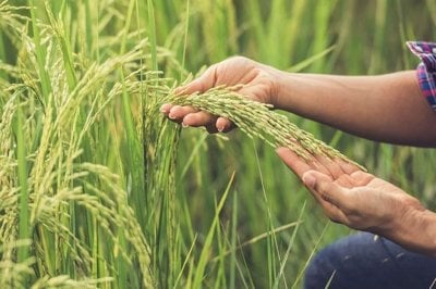 Comenz la siembra de arroz, girasol y maz en la provincia