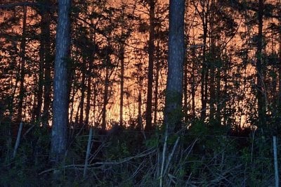 Devastador incendio forestal en Avellaneda Zona noreste de la ciudad