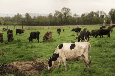 El precio de la hacienda volvió a caer durante septiembre Ganadería