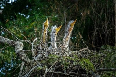 La reserva natural santafesina que es un tesoro ecolgico internacional y est de festejo