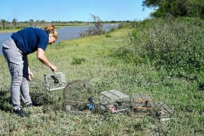 Control de Fauna: ms de 300 aves liberadas en el noreste santafesino