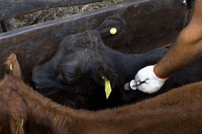 Comenz la vacunacin contra la fiebre aftosa