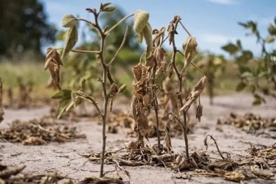 Santa Fe declar emergencia agropecuaria por sequa en cuatro departamentos