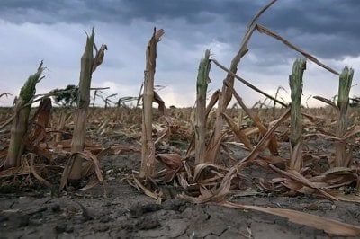 Retrocede el maíz y asoma la soja como la vedette en el oeste de Santa Fe Efecto chicharrita