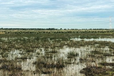 Movida ambientalista: plantarn 400 rboles en una reserva del sur santafesino