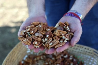 Nueces nuestras: Santa Fe, capital nacional del pecn