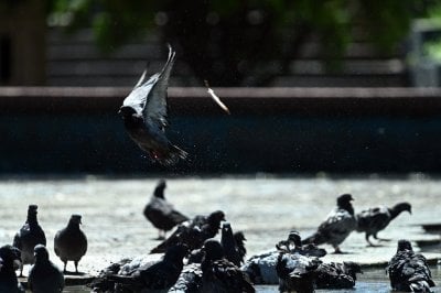 Una estrategia indita en el norte santafesino: anticonceptivos para la proliferacin de palomas