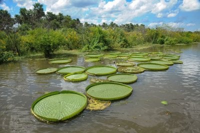 Santa Fe, referente regional en la COP 16 Biodiversidad