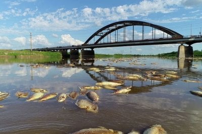 Investigadores y especialistas determinaron por qu mueren tantos peces