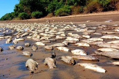 Peces muertos: la municipalidad explic las posibles causas