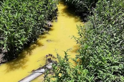 Informe revel alta contaminacin en un arroyo por los efluentes que vuelca una empresa