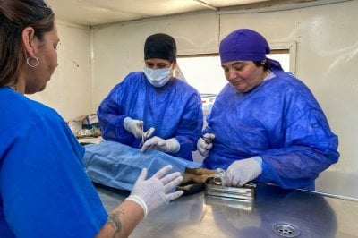 En Victoria se realizaron ms de mil castraciones en el ao