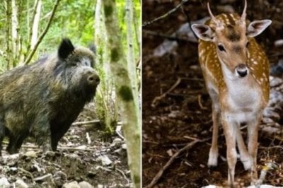  Declararon plagas al jabal, el chancho asilvestrado y el ciervo axis en la provincia