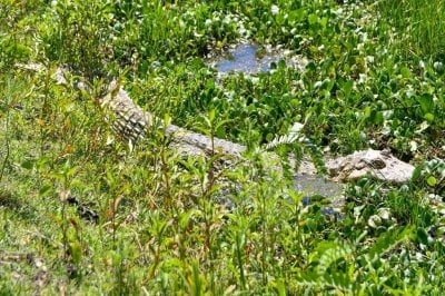 Biodiversidad: regresan a un Yacar overo a su hbitat natural