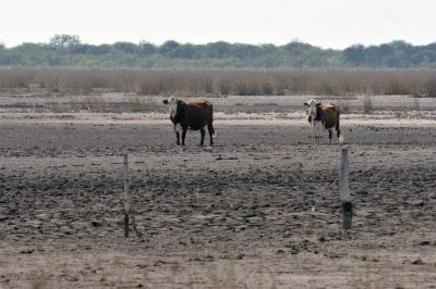 Extienden plazos para tramitar emergencia agropecuaria