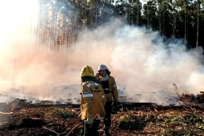 Un incendio forestal afect 60 hectreas y estiman que habr prdidas millonarias