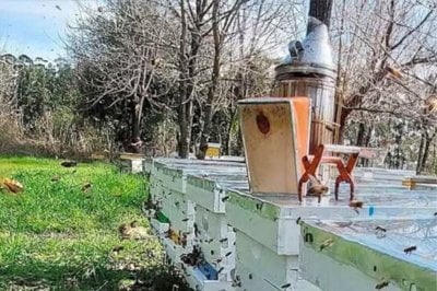  En Entre Ros se concret la primera exportacin de abejas reinas al Uruguay