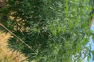 Secuestro preventivo de Cannabis Sativa en Villa Ocampo 