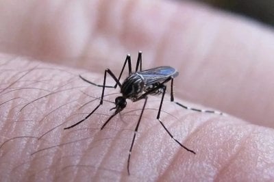 Dengue en Santa Fe: confirmaron unos 20 casos y se implementan medidas preventivas