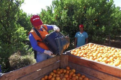 Durante el receso estacional, trabajadores frutcolas reciben asistencia econmica