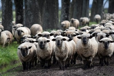 Buscan potenciar la produccin, gentica y consumo de ovinos en el sur de Santa Fe