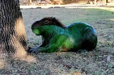 Aguas verdes: impactantes imgenes del embalse de la represa Salto Grande en Entre Ros