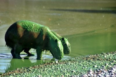 El lago de Concordia sigue verde: cmo afecta a las personas y el turismo