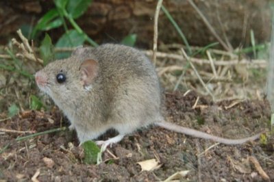 Hantavirus: un caso mortal en Santa Fe