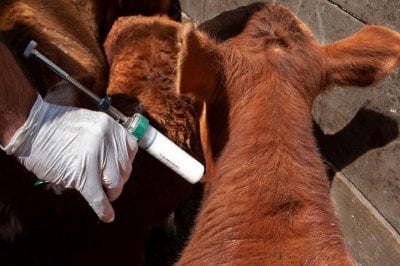 Productores insisten que la inoculacin sistemtica y planificada es beneficiosa