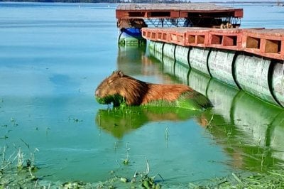 Publicaron los informes oficiales que confirman el riesgo de las cianobacterias