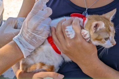 Por un caso de rabia en San Cristbal iniciaron un plan de vacunacin en animales