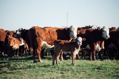 Bienestar animal en campos entrerrianos, utopa o realidad?