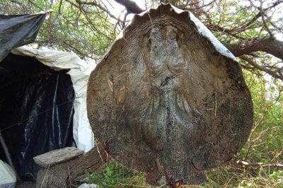 Un pescador corondino capturó una raya de más de 60 kilos en las islas del Río Coronda Paraje Las Tejas