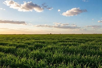 Efecto lluvia: mejora la situacin hdrica para la cosecha fina