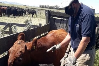 Comenz la campaa de vacunacin contra aftosa en la provincia